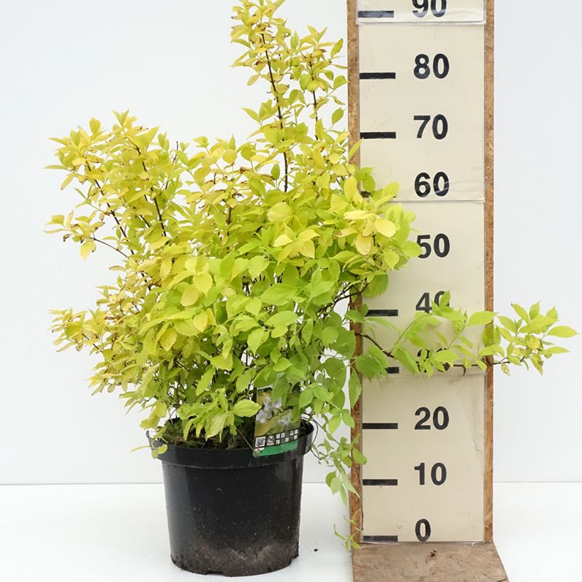 Spécimen de Seringat des jardins - Philadelphus coronarius Aureus Pot de 7,5L/10L tel que livré au printemps