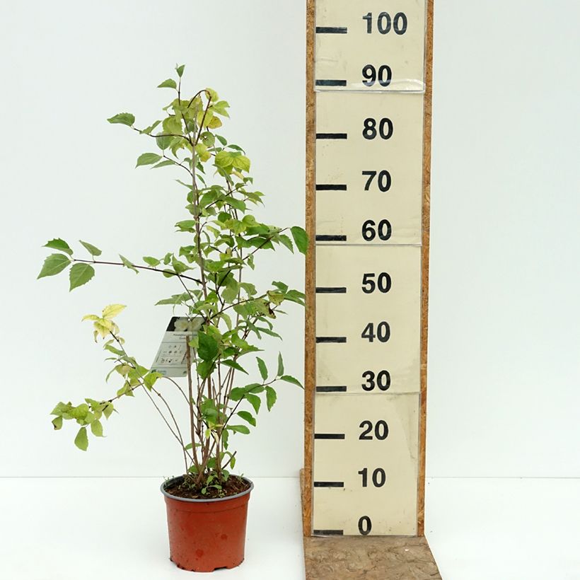 Spécimen de Seringat des jardins - Philadelphus coronarius Godzisz Pot de 3L/4L tel que livré en été