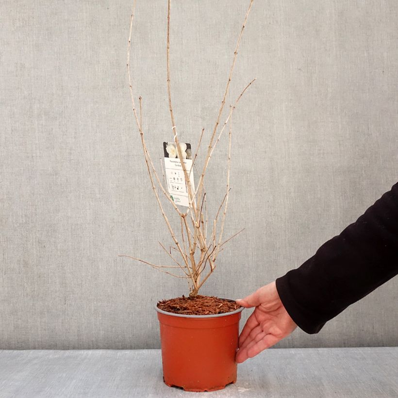 Spécimen de Seringat des jardins - Philadelphus coronarius Godzisz Pot de 3L/4L tel que livré en hiver