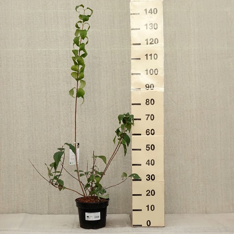 Spécimen de Seringat des jardins - Philadelphus coronarius Godzisz Pot de 3L/4L tel que livré en automne