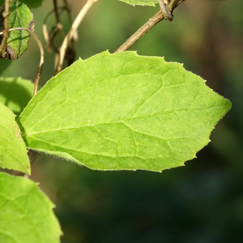 Seringat des jardins - Philadelphus coronarius Kostelec WB (Foliage)