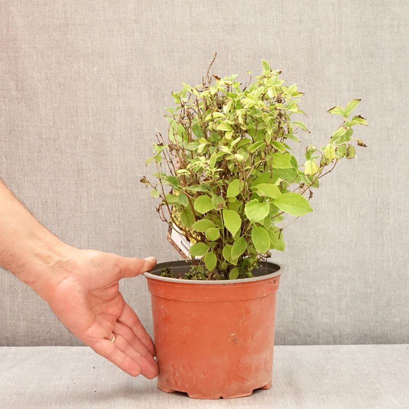 Spécimen de Seringat des jardins - Philadelphus coronarius Kostelec WB Pot de 3L/4L tel que livré en été