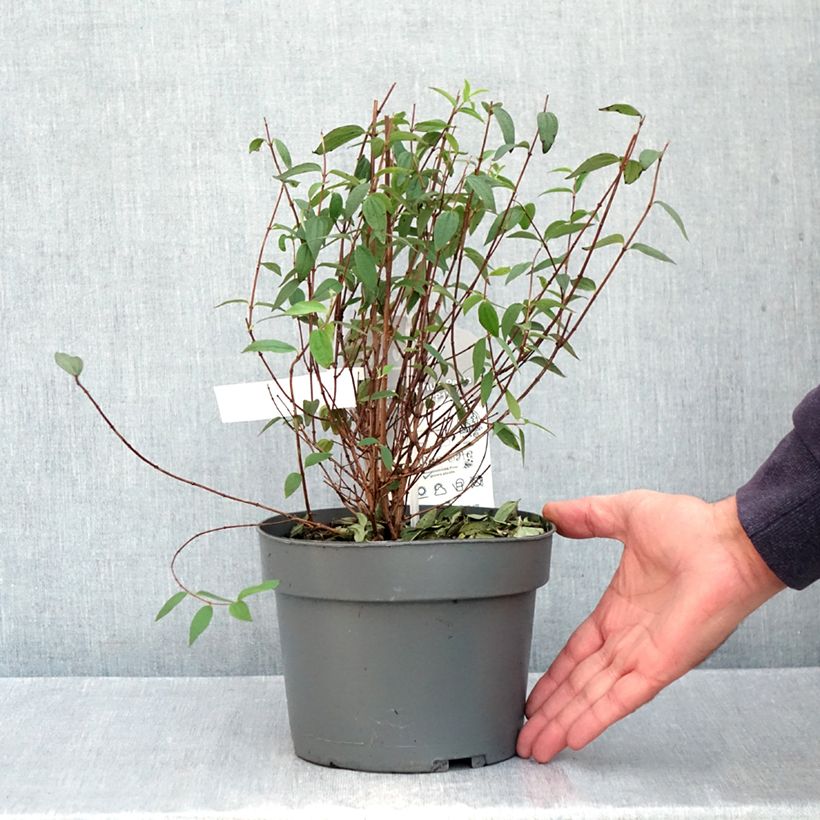 Spécimen de Seringat des jardins - Philadelphus Petite Perfume Pink Pot de 3L/4L tel que livré en automne