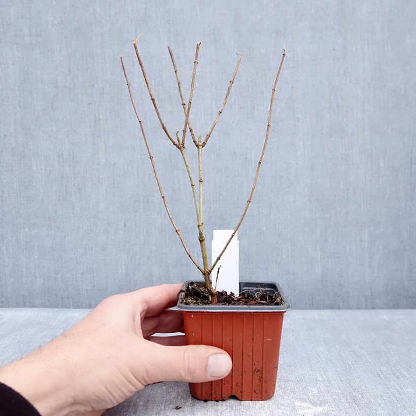 Example of Seringat - Philadelphus Frosty Morn Godet de 8/9 cm as you get in hiver