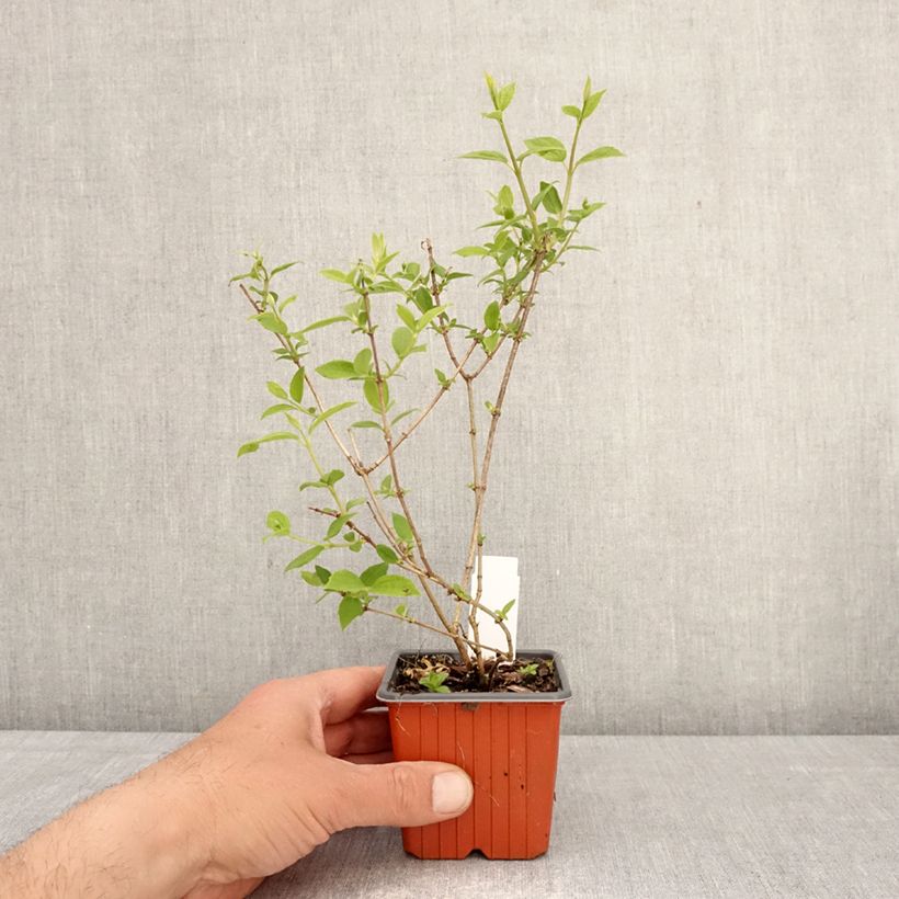 Spécimen de Seringat - Philadelphus Frosty Morn Godet de 8/9 cm tel que livré au printemps