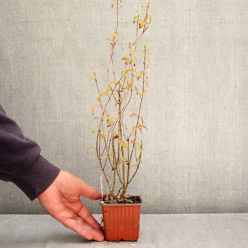 Spécimen de Seringat - Philadelphus Silberregen Godet de 8/9 cm tel que livré en automne