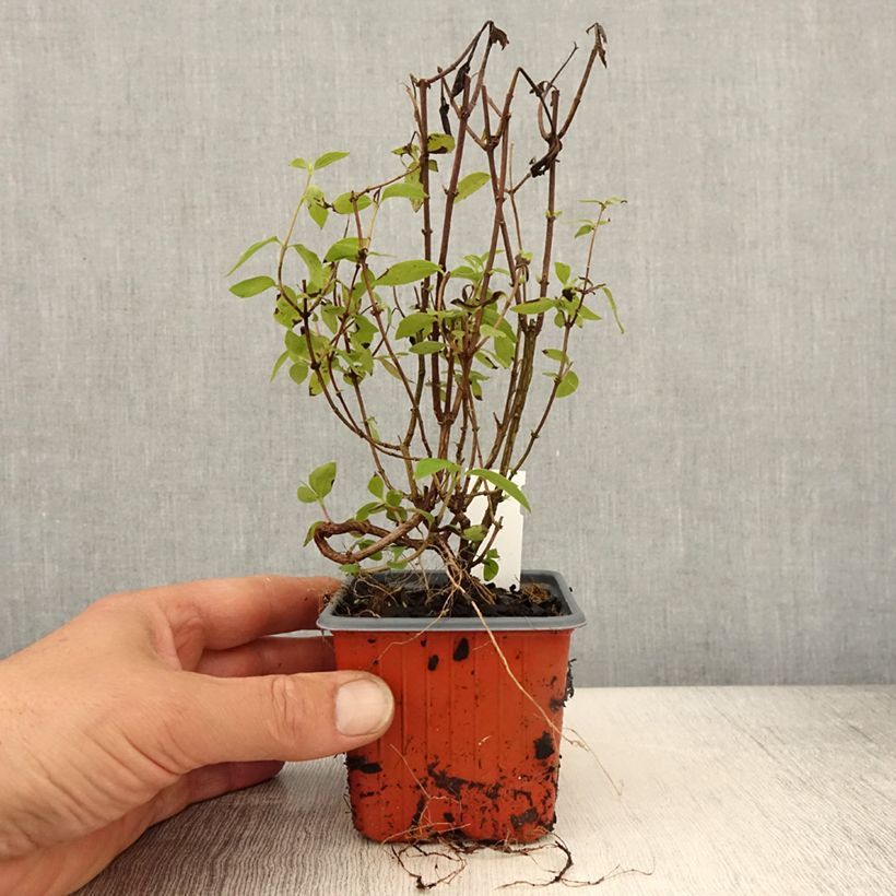 Example of Seringat - Philadelphus Silberregen Godet de 8/9 cm as you get in printemps