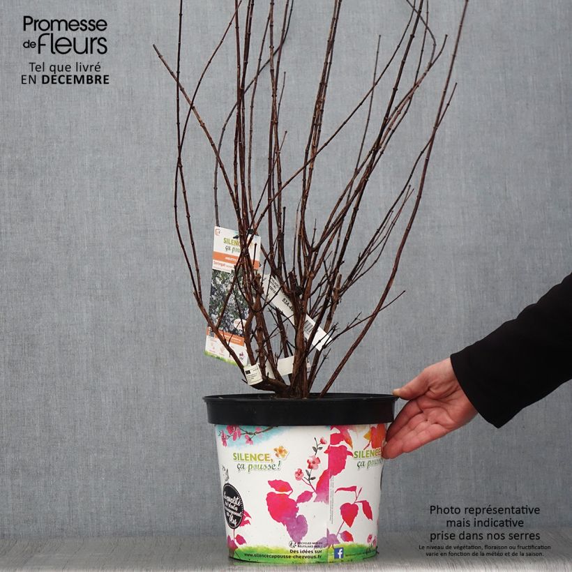 Spécimen de Seringat - Philadelphus Snowbelle Pot de 7,5L/10L tel que livré en automne