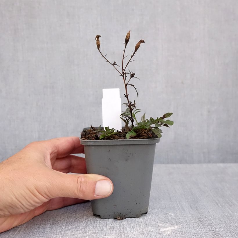 Spécimen de Serratula seoanei - Serratule de Seoane Godet de 8/9 cm tel que livré en automne