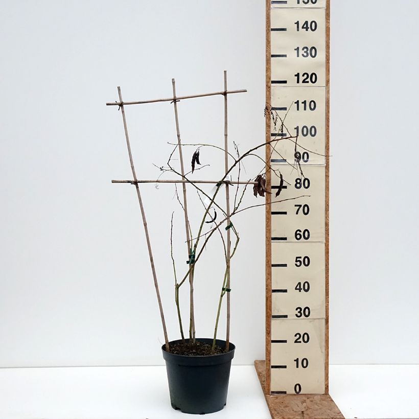 Example of Sesbania punicea - Flamboyant d'Hyères Pot de 7,5L/10L as you get in hiver