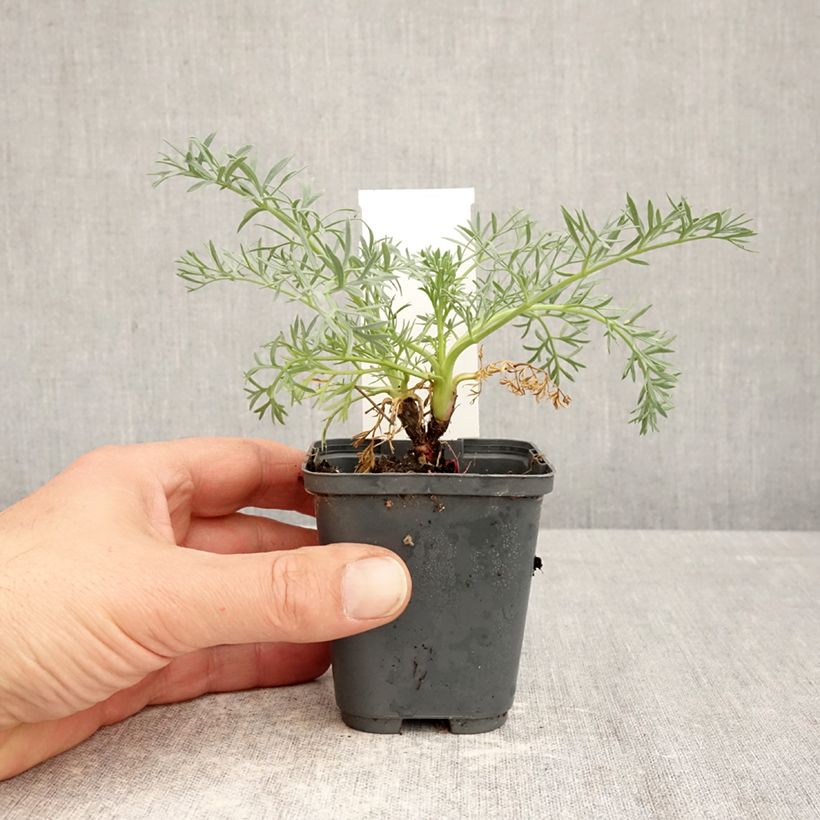 Spécimen de Seseli gummiferum - Séséli à gomme, Carotte de lune Godet de 8/9 cm tel que livré au printemps