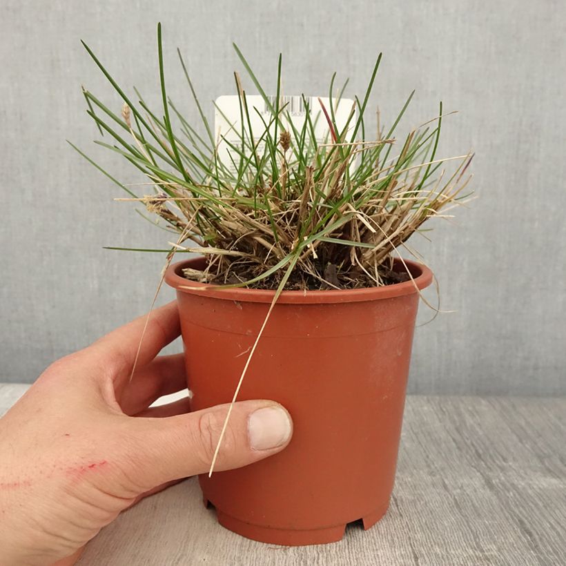 Spécimen de Sesleria caerulea - Seslérie bleue Pot de 1L/1,5L tel que livré au printemps