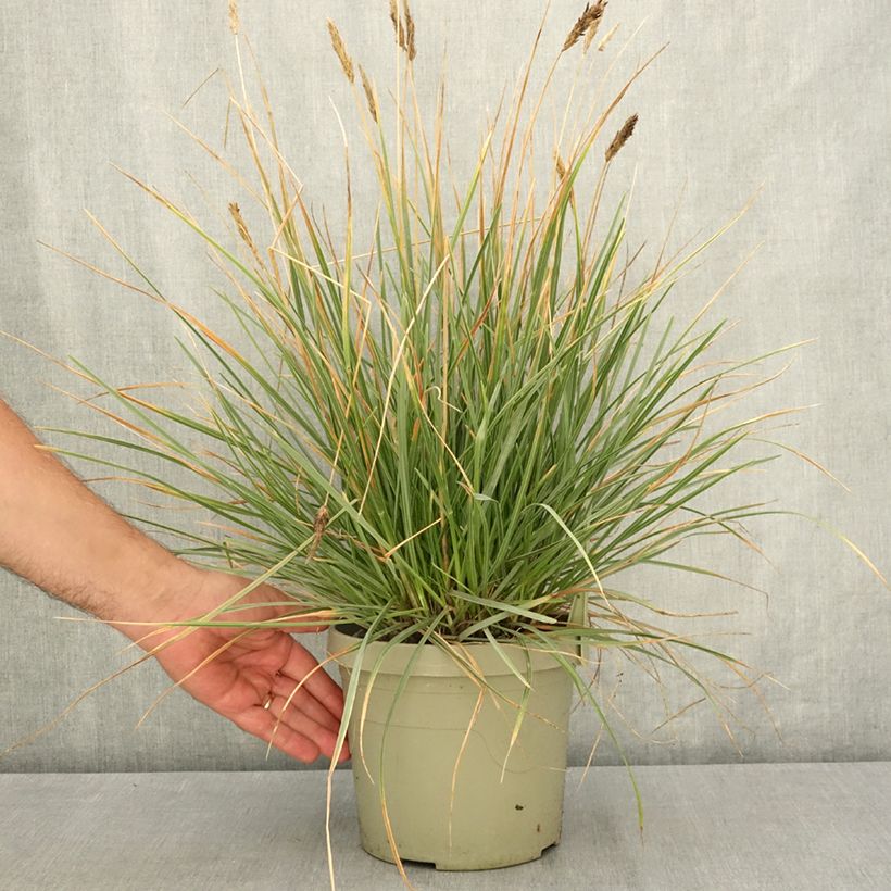 Spécimen de Sesleria heufleriana Blue Porcupine - Seslerie Pot de 3L/4L tel que livré en été