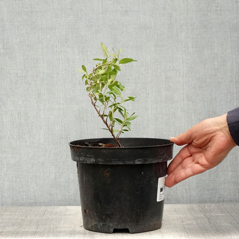 Example of Shepherdia argentea - Shépherdie argentée Pot de 3L/4L as you get in printemps