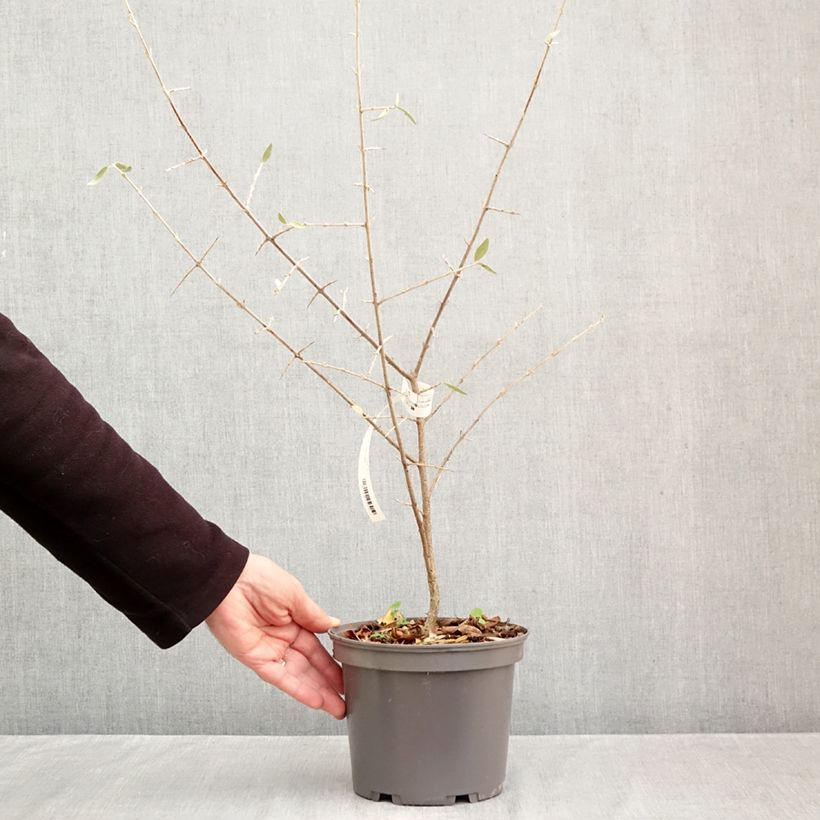 Spécimen de Shepherdia argentea - Shépherdie argentée Pot de 3L/4L tel que livré en automne