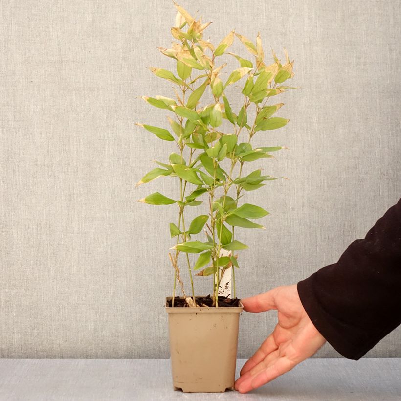 Example of Shibataea kumasaca - Bambou nain Godet de 8/9 cm as you get in printemps