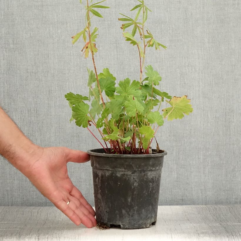 Example of Sidalcea Candy Girl - Sidalcée Pot de 2L/3L as you get in ete