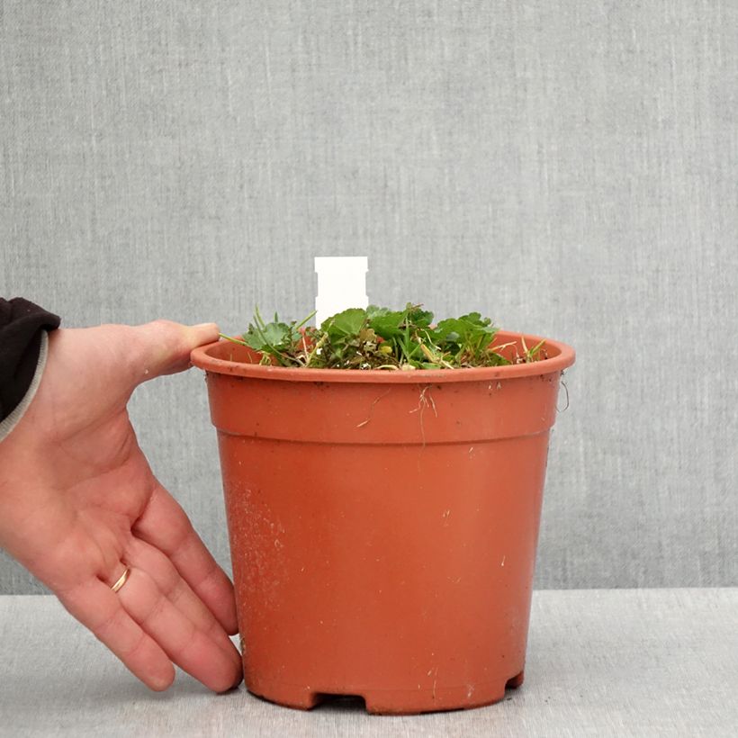 Example of Sidalcea malviflora Elsie Heugh, Sidalcée Pot de 2L/3L as you get in printemps