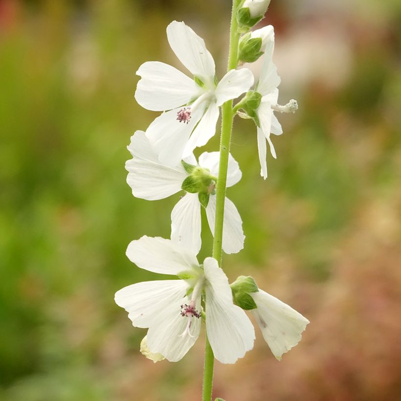 Sidalcea ou sidalcée candida (Flowering)