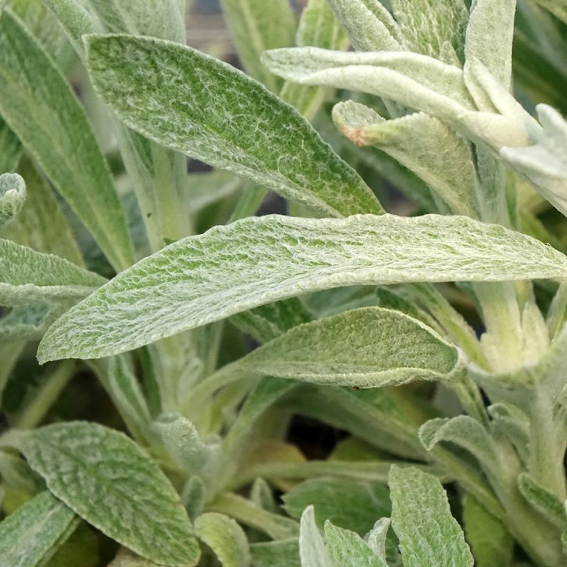 Sideritis scardica - Thé des bergers du Mont Olympe  (Foliage)