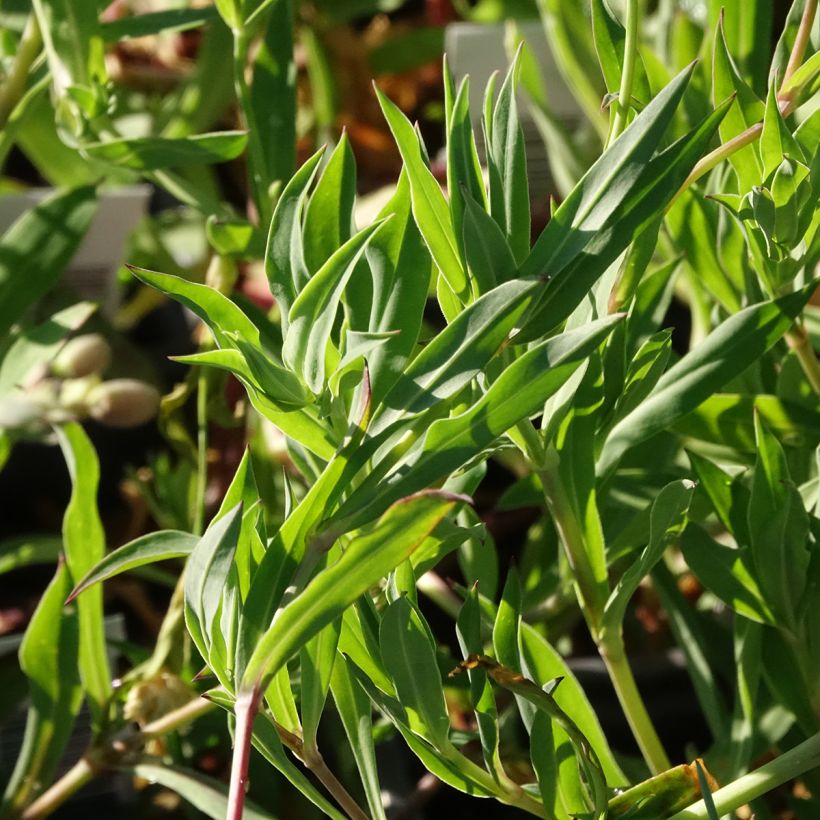 Silène enflé ou commun - Silene vulgaris (Feuillage)