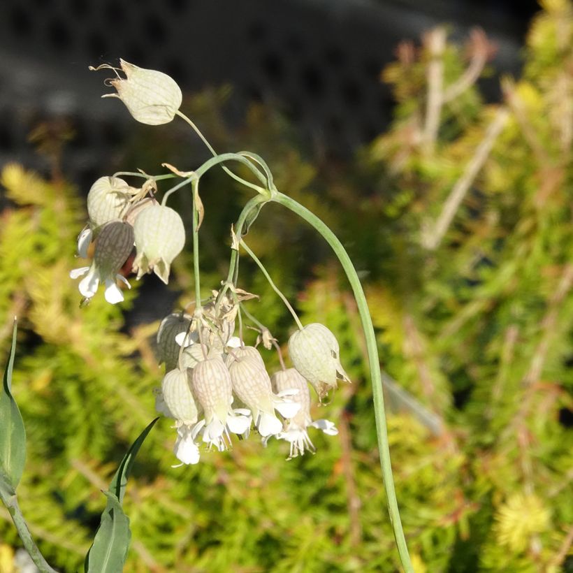Silène enflé ou commun - Silene vulgaris (Floraison)