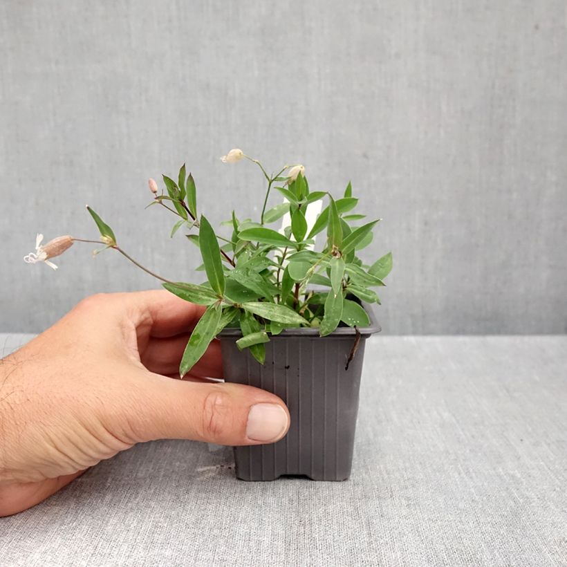 Spécimen de Silène enflé ou commun - Silene vulgaris Godet de 8/9 cm tel que livré en automne