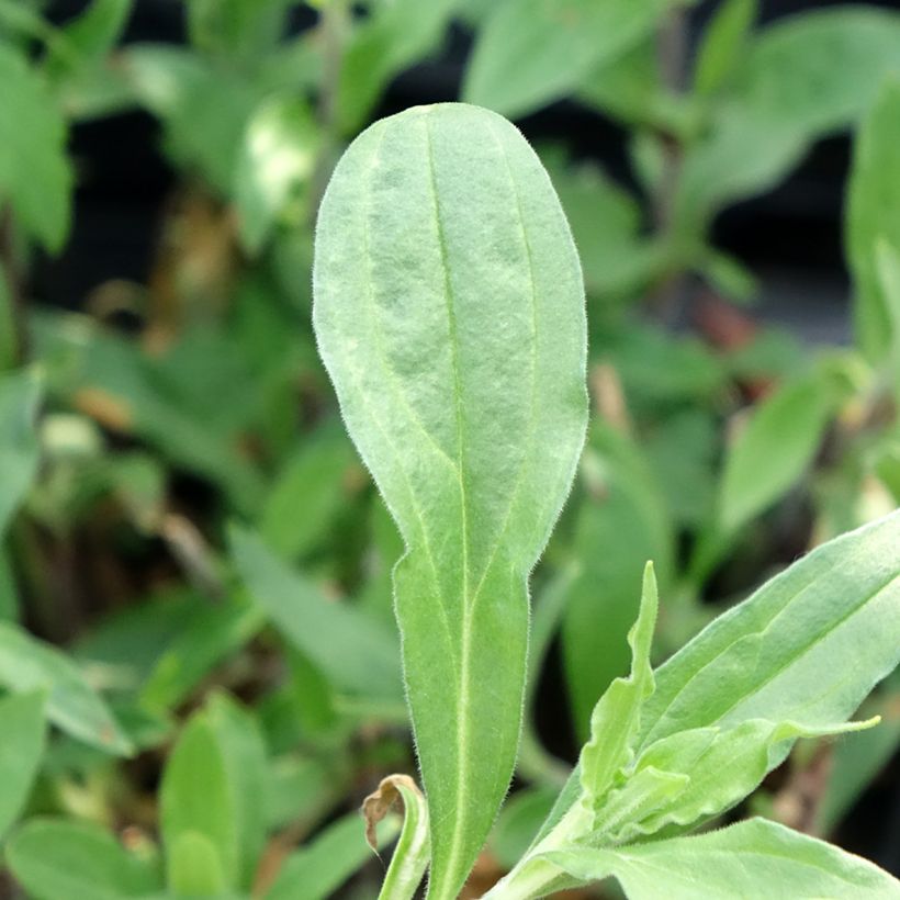 Silene latifolia subsp. alba - Compagnon blanc (Foliage)