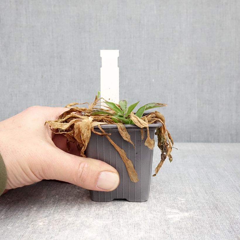 Example of Silene latifolia subsp. alba - Compagnon blanc Godet de 8/9 cm as you get in hiver