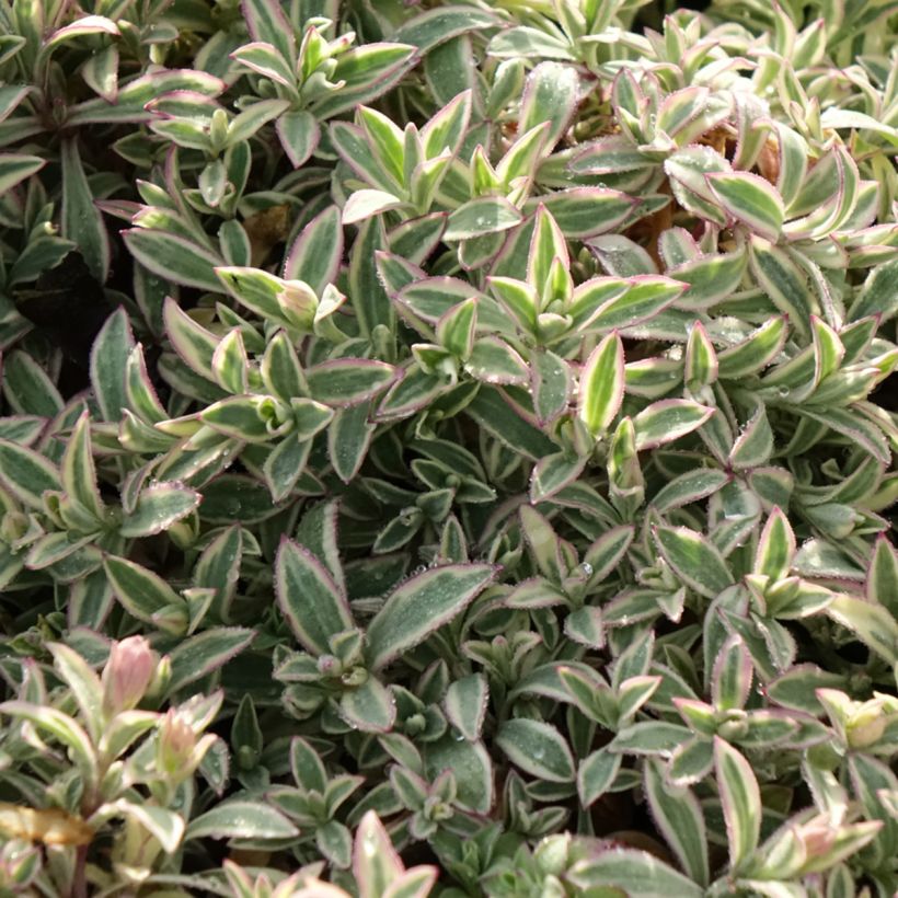 Silène maritime Druett's Variegated - Silene uniflora (Feuillage)