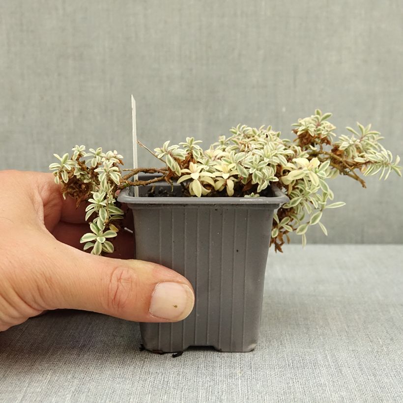 Spécimen de Silène maritime Druett's Variegated - Silene uniflora Godet de 8/9 cm tel que livré en été