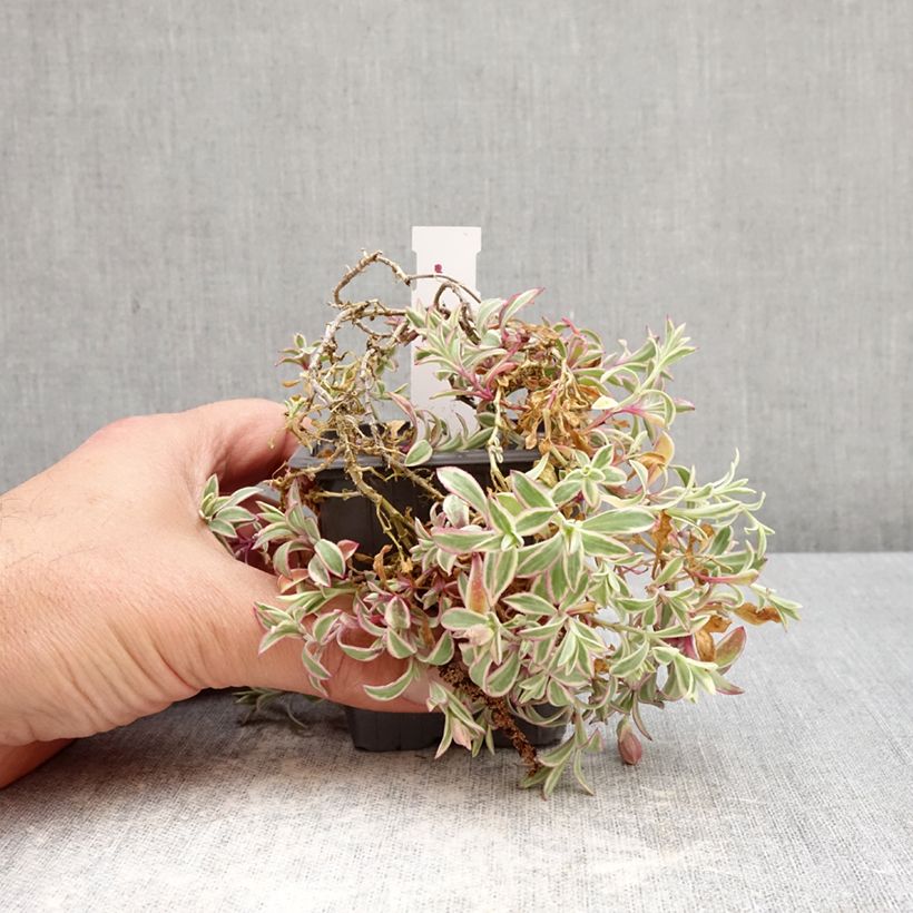 Spécimen de Silène maritime Druett's Variegated - Silene uniflora Godet de 8/9 cm tel que livré au printemps