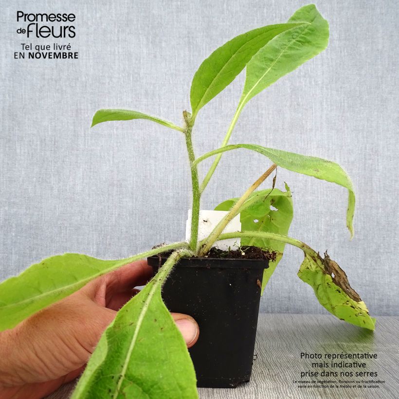 Spécimen de Silphium mohrii  Godet de 8/9 cm tel que livré en automne