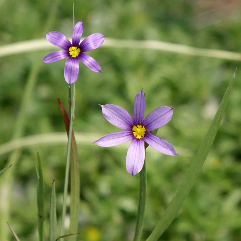 Sisyrinchium bellum  (Flowering)