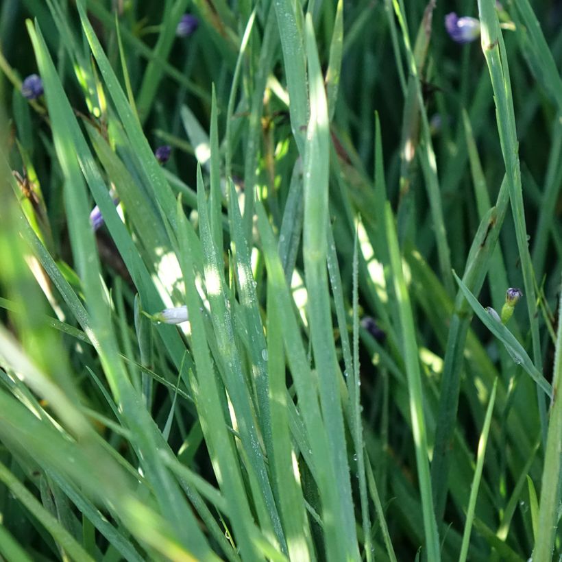 Sisyrinchium Lucerne - Bermudienne hybride (Foliage)
