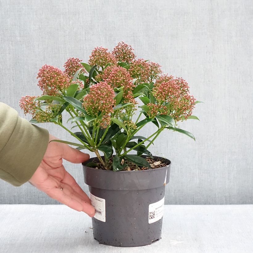 Example of Skimmia du Japon Marlot - Skimmia japonica  Pot de 2L/3L as you get in hiver