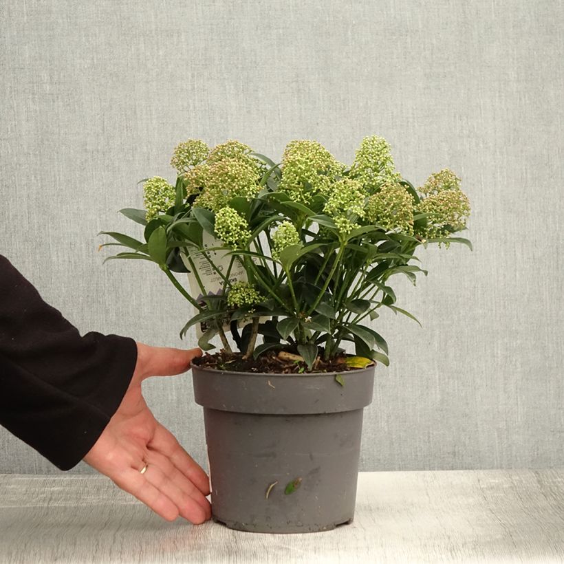 Spécimen de Skimmia du Japon Marlot - Skimmia japonica  Pot de 2L/3L tel que livré en automne