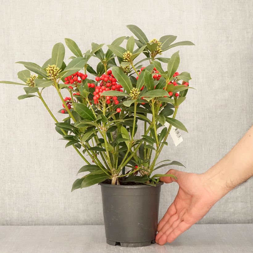 Spécimen de Skimmia japonica Pabella - Skimmia du Japon  Pot de 2L/3L tel que livré au printemps