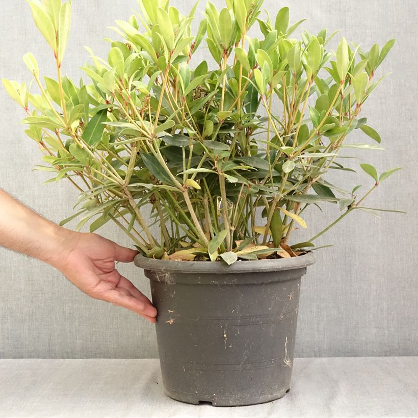 Spécimen de Skimmia japonica Rubella Pot de 7,5L/10L tel que livré en été