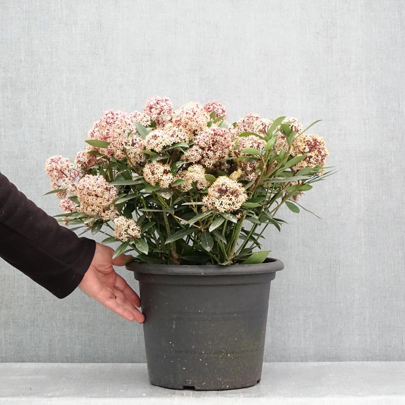 Spécimen de Skimmia japonica Rubella Pot de 7,5L/10L tel que livré au printemps