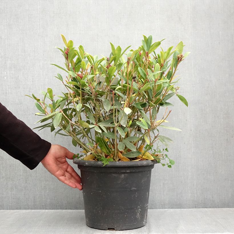 Spécimen de Skimmia japonica Rubella Pot de 7,5L/10L tel que livré en automne
