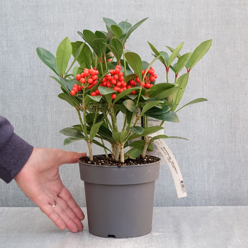 Spécimen de Skimmia japonica Temptation - Skimmia du Japon  Pot de 2L/3L tel que livré en automne