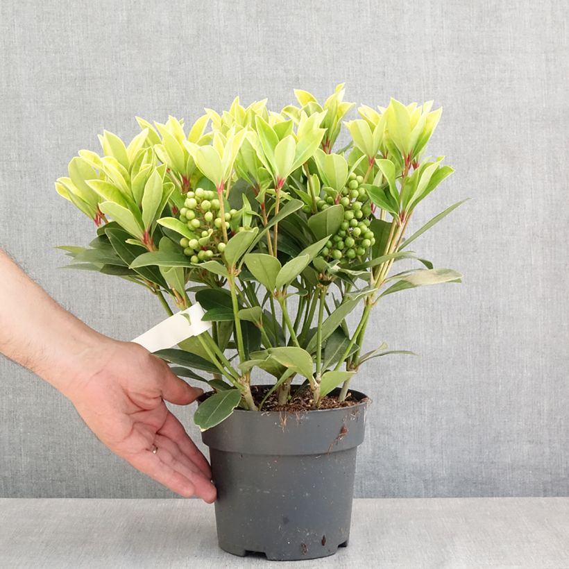 Example of Skimmia japonica Temptation - Skimmia du Japon  Pot de 2L/3L as you get in printemps