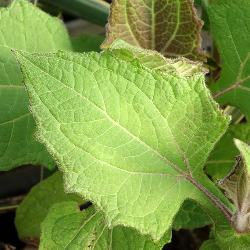 Smallanthus sonchifolius Red Yacon - Poire de terre (Foliage)