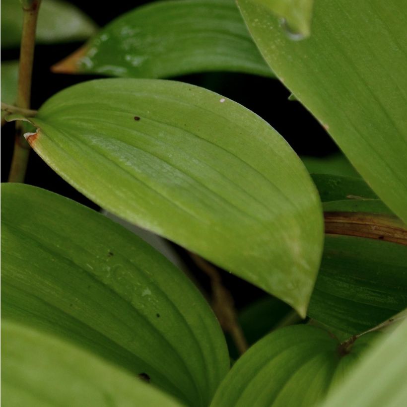 Smilacina racemosa (Foliage)