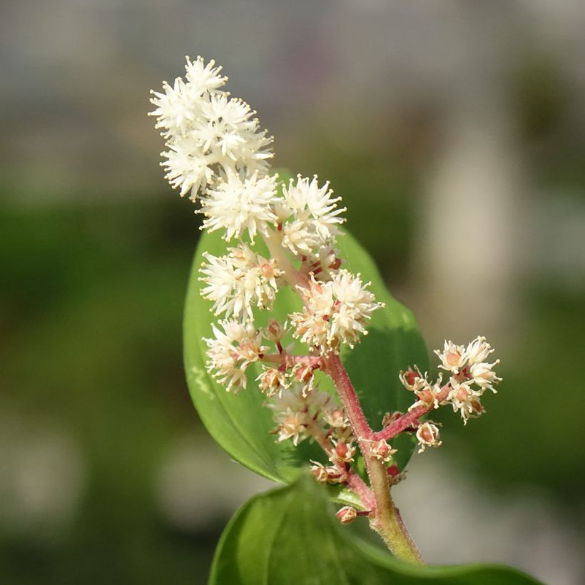 Smilacina racemosa (Flowering)