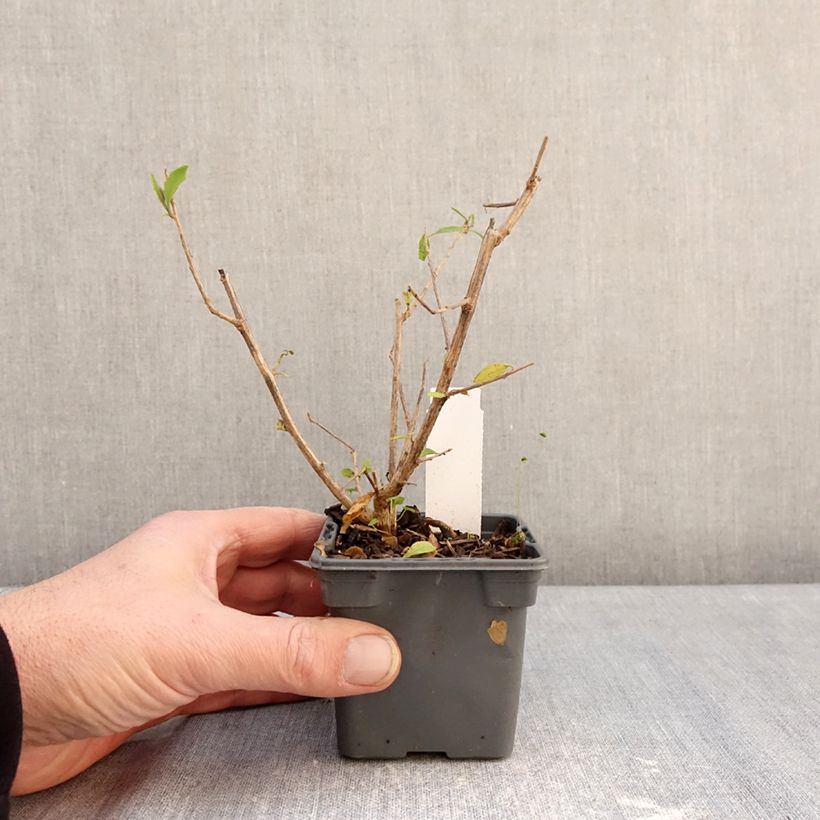 Example of Solanum rantonnetii - Gentiane en Arbre Godet de 8/9 cm as you get in hiver