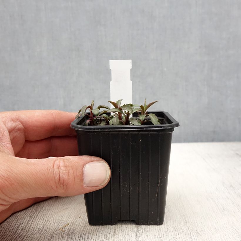 Example of Solidago caesia - Verge d'or bleuâtre Godet de 8/9 cm as you get in printemps