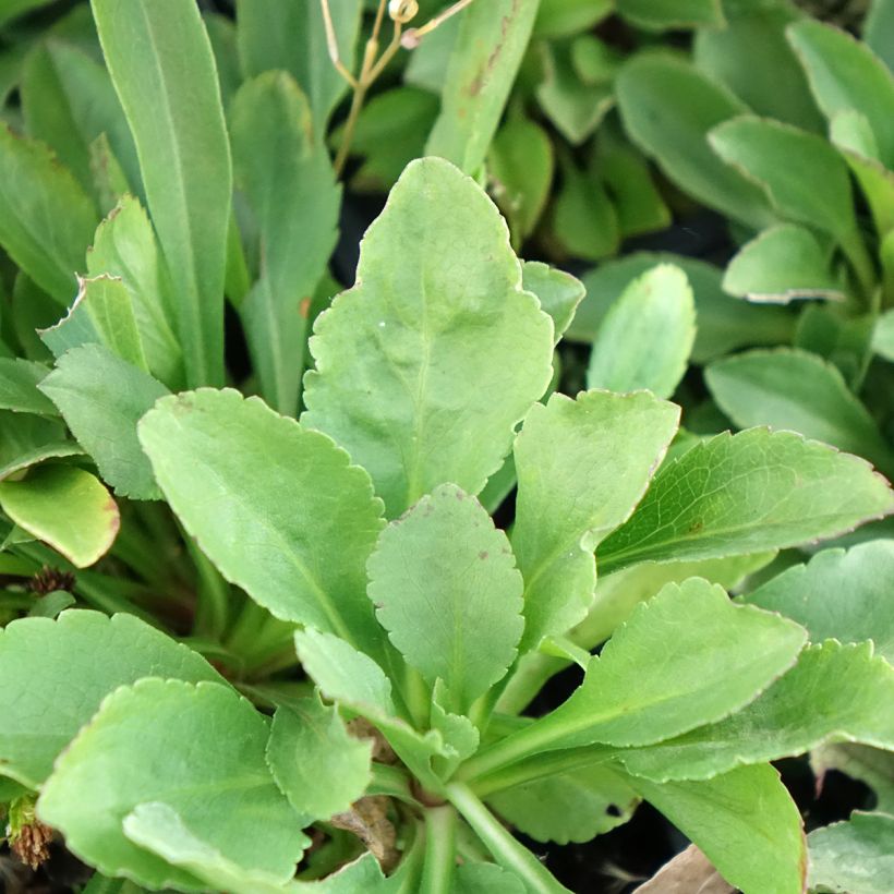 Solidago cutleri - Verge d'or (Foliage)