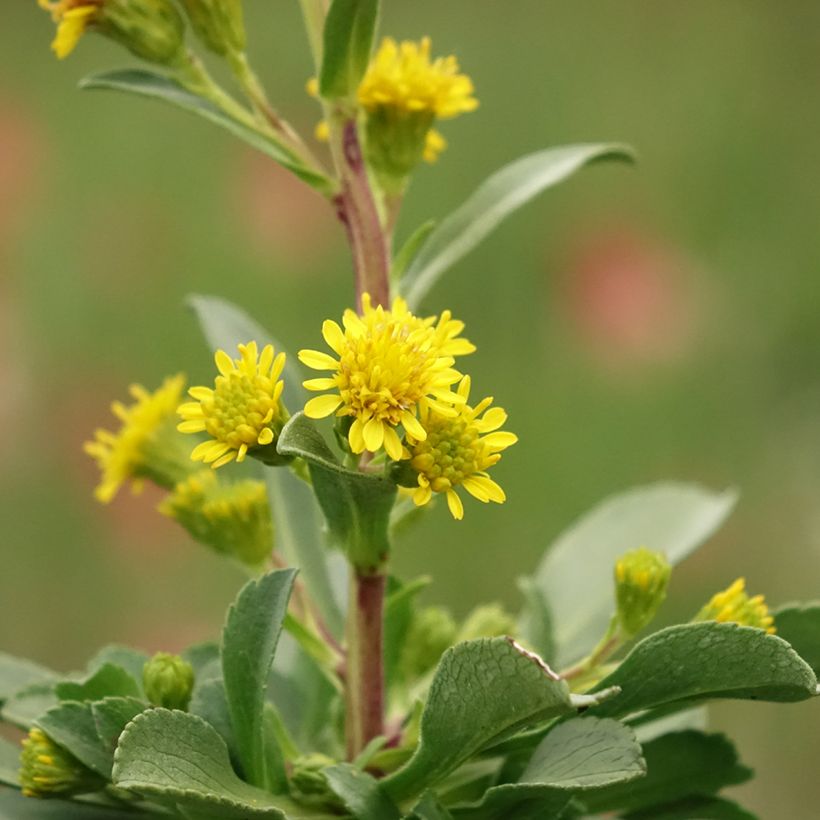 Solidago cutleri - Verge d'or (Flowering)